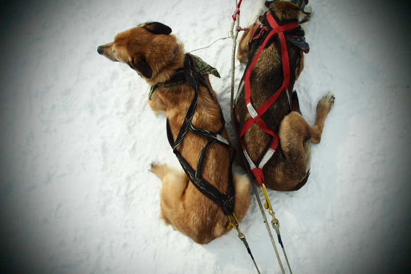 Illustration for article titled Where the Dogs Are: A Dogsledding Photo Diary